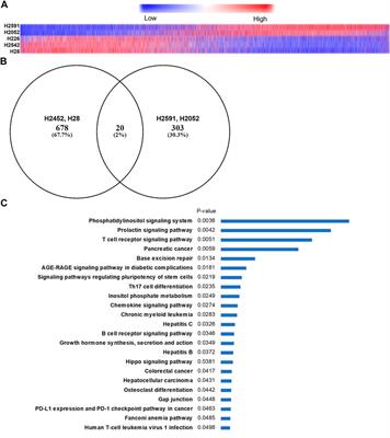 Quinacrine Has Preferential Anticancer Effects on <mark class="highlighted">Mesothelioma Cells</mark> With Inactivating NF2 Mutations